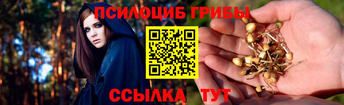 Псилоцибиновые грибы GOLDEN TEACHER  Вход с VPN  Тында  Псилоцибиновые грибы прущие грибы 